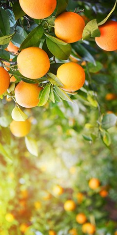 Oranges Oranges
